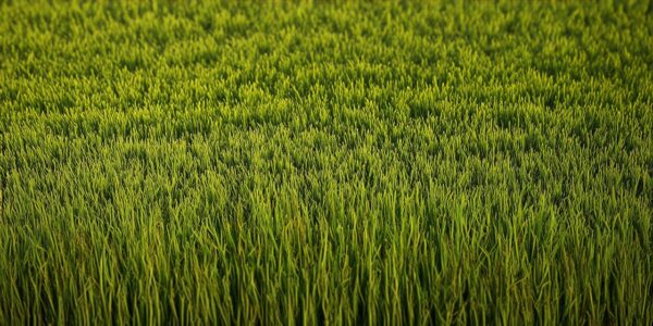 Free Unity 3D Grass Texture Download. Enhance your scenes now!